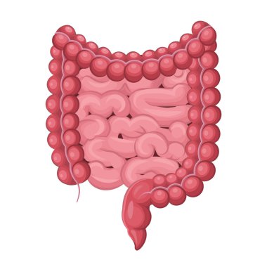 İnsan bağırsakları. İnce ve kalın bağırsaklar. İç organların anatomisi. Tıbbi malzemeler, eğitim amaçları ve sindirim sistemiyle ilgili makaleler için mükemmel. Vektör çizimi. Yapay zeka oluşturulmadı
