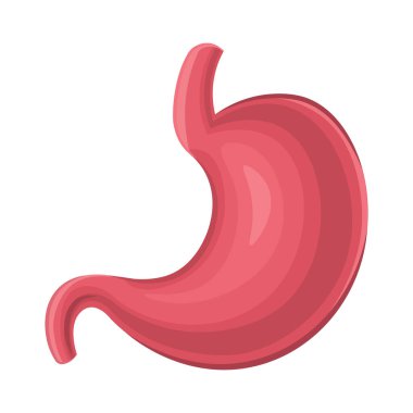 İnsan midesi. İç organ, beyaz arka planda anatomi. Vektör çizimi. Yapay zeka oluşturulmadı