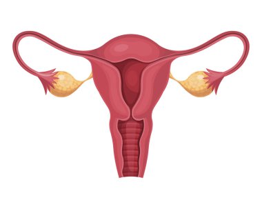 Kadın üreme sisteminin bir yansıması. İnsan anatomisi. Tıp, bilim, eğitim ve sağlık konsepti. Jinekoloji konsepti. Yapay zeka olmayan vektör oluşturuldu