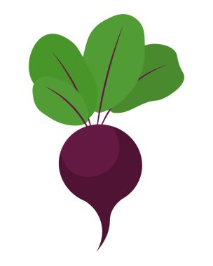 Beyaz arka planda yaprakları olan taze pancar kökü. Besin dolu organik bitki kökü. Yapay zeka olmayan vektör oluşturuldu