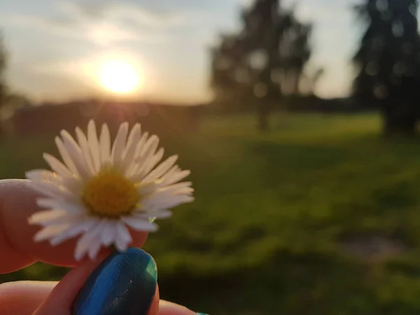 Eine Chrysantheme Ersten Plan Mit Einem Inspirierenden Sonnenuntergang Hintergrund — Stockfoto