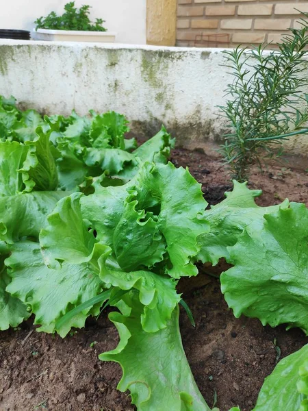 Organic Kitchen Garden Healthy Lettuces — Stock Photo, Image