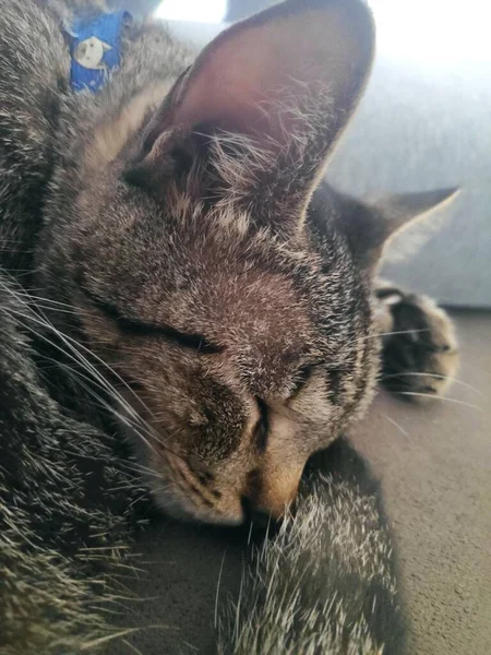 Cute Cat Taking Nap — Stock Photo, Image