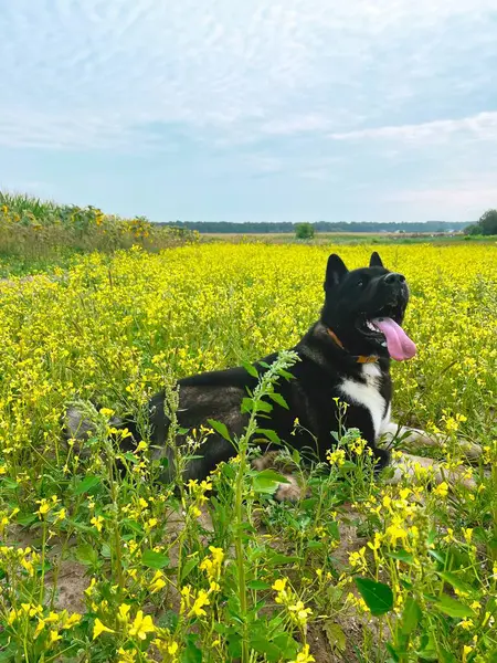 Sarı çiçekli siyah köpek, Akita Americano