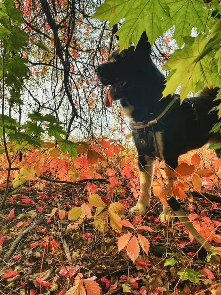 akita americano, köpek sonbahar yaprağı.