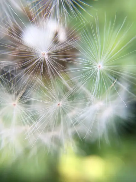 Güzel botanik fotoğrafı, doğal duvar kağıdı. Karahindiba.
