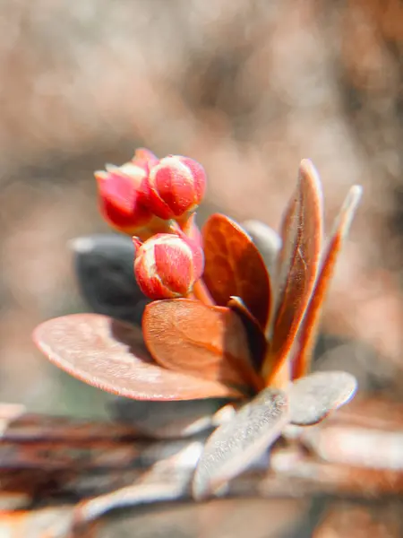 Güzel botanik fotoğrafı, doğal duvar kağıdı.