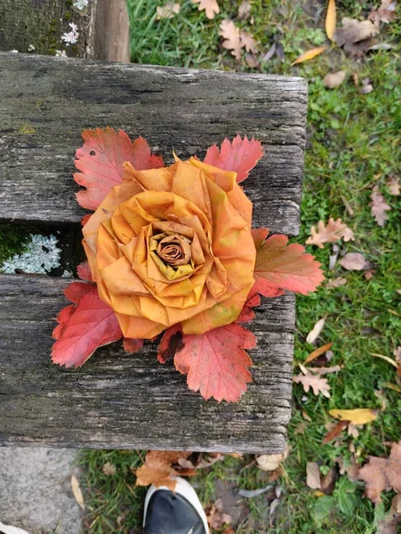 Красива Осіння Квітка Листя — стокове фото