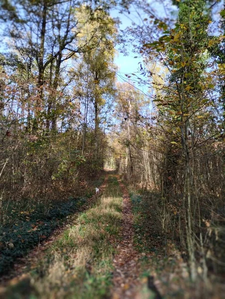 Ścieżka Jesiennym Parku Bawaria — Zdjęcie stockowe
