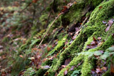 Almanya 'da Freudenstadt yakınlarındaki Kara Orman' da yosunlu ağaç gövdesi ve orman zemini. Yüksek kalite fotoğraf