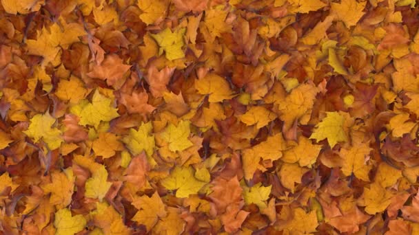 風に吹かれ オレンジの背景に書かれた幸せな感謝祭のメッセージを明らかにするカエデの葉の山 美しい秋の時間が地面に残る — ストック動画