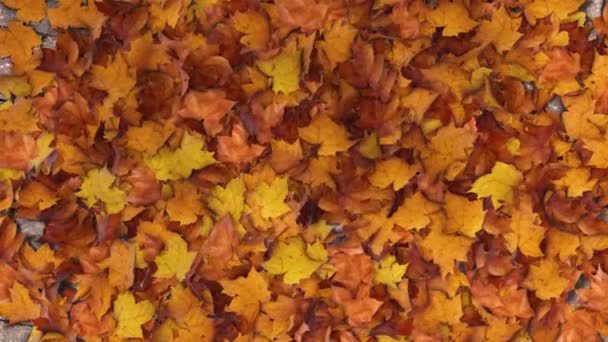 風に吹かれ 舗装に書かれた幸せな感謝祭のメッセージを明らかにするカエデの葉の山 美しい秋の時間が地面に残る — ストック動画
