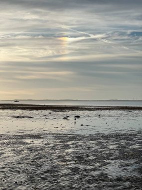 Martılar alçak gelgitte kabuk toplarlar.
