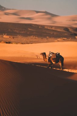 Çöldeki kumulların güzel manzarası, Merzouga, Fas 