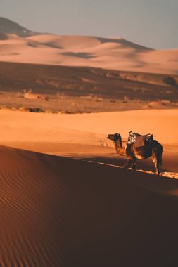 Çöldeki kumulların güzel manzarası, Merzouga, Fas 