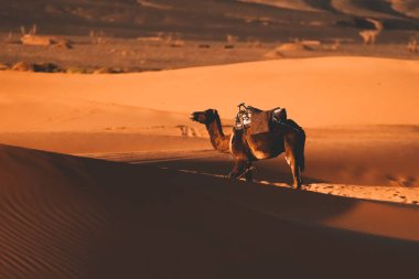 Çöldeki kumulların güzel manzarası, Merzouga, Fas 