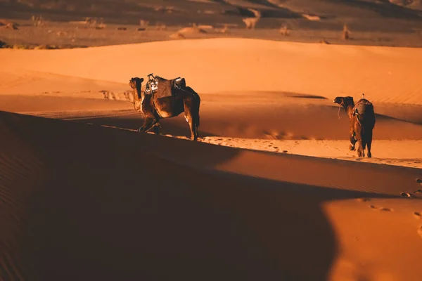 Прекрасный Вид Дюны Пустыне Мерзуга Марокко — стоковое фото