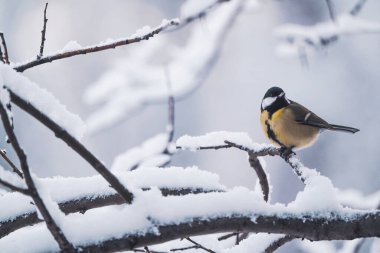 Kışın bir ağacın dalındaki kuş.