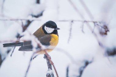 Bir ağacın dalındaki kuş..