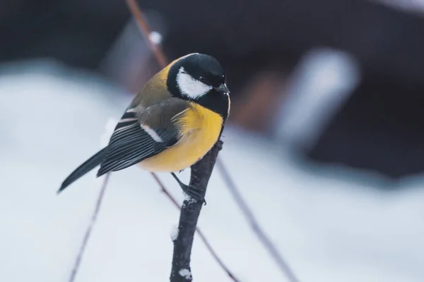 bir dal üzerinde oturan büyük baştankara