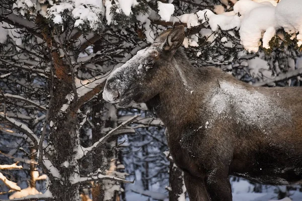 Karda bir geyiğin yakın çekimi.