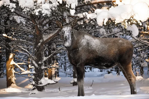 Kış ormandaki geyik