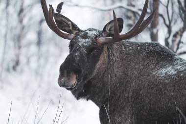 Ormandaki bir geyiğin yakın çekimi.