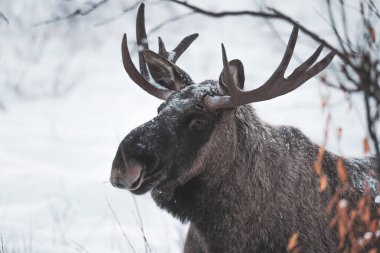 Karlı bir ormanda bir geyiğin yakın çekimi.