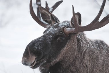 Karlı bir ormanda bir geyiğin yakın plan çekimi.