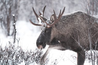 Kardaki bir geyiğin yakın plan çekimi.