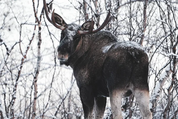 Kardaki bir geyiğin yakın plan çekimi.