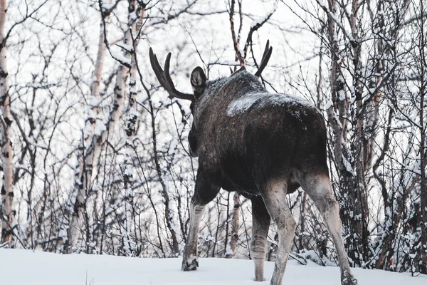 Kış ormandaki geyik