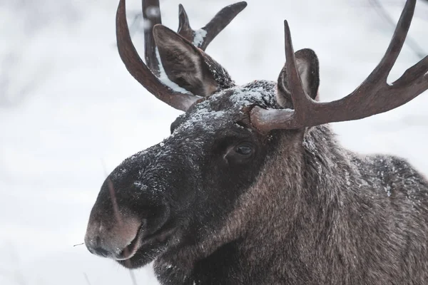 Karlı bir ormanda bir geyiğin yakın plan çekimi.