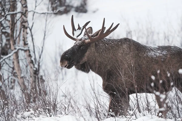 Geyikler kar ile güzel kış manzarası