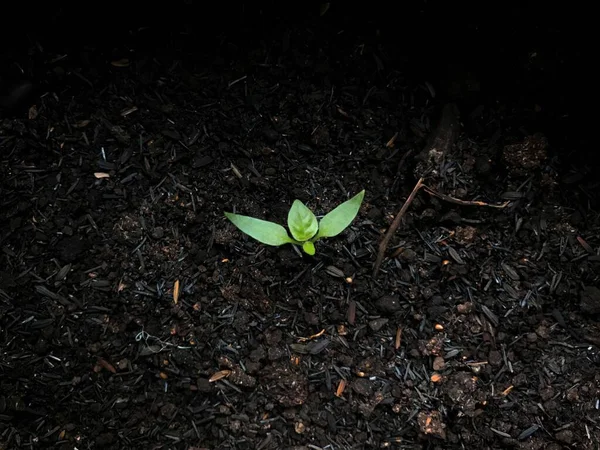Växt Groddar Den Svarta Jorden — Stockfoto