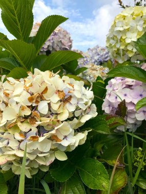 Çeşitli Renkli Çiçek Bahçesi _ 2