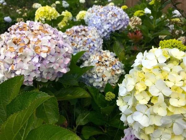Jardin Fleurs Avec Diverses Couleurs — Photo