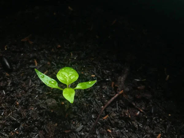 Green Plant Sprout on Black Soil Started to Grow_3