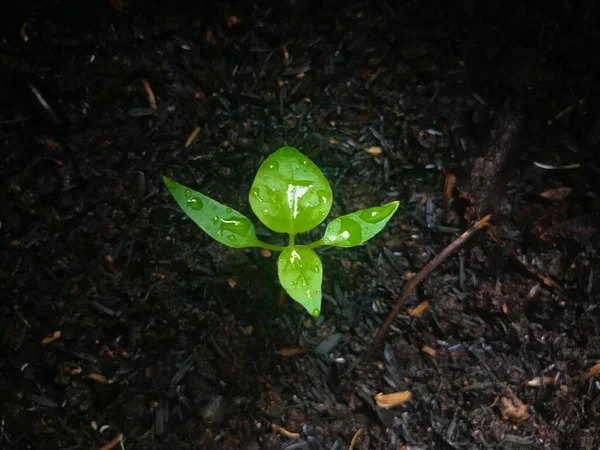 Germe Plante Verte Sur Sol Noir Commencé Croître — Photo