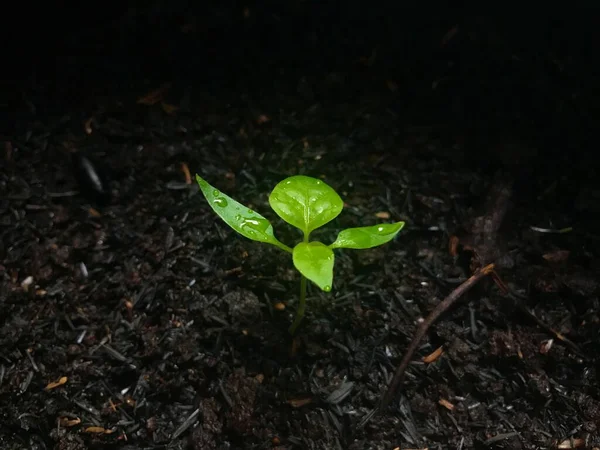 Výhonky Zelené Rostliny Černé Půdě Začaly Růst — Stock fotografie
