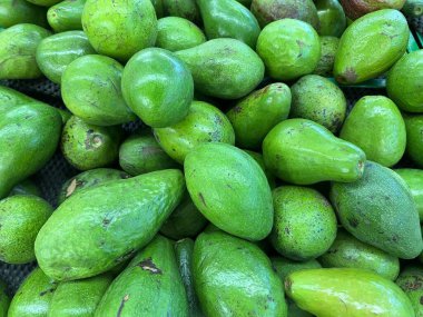 Group of Green Colored Fruit Called Avocado or Alpukat