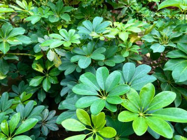 Green Leaf of Schefflera or Umbrella Tree
