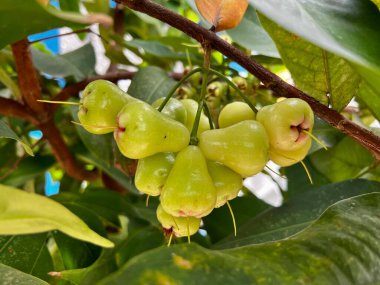 Olgun su elması ya da guava meyvesi ya da ağaçtaki gül elması