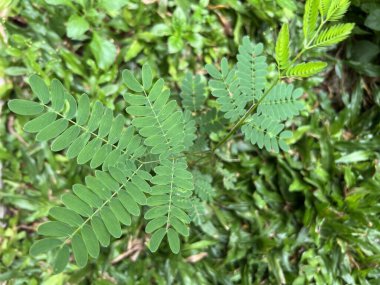 Ormanda yeşil yapraklar