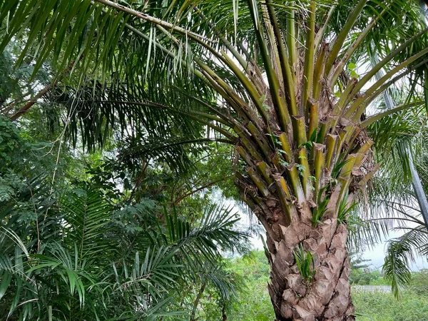 Elaeis Guineensis Atau Pohon Kelapa Sawit Perkebunan Kelapa Sawit — Stok Foto