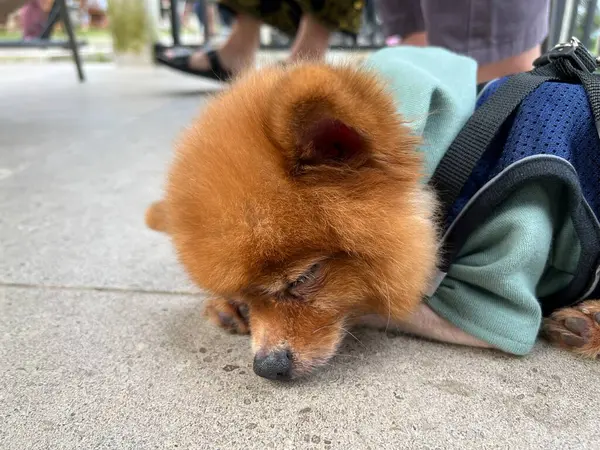 sleeping brown pomeranian dog wearing green hoodie jacket