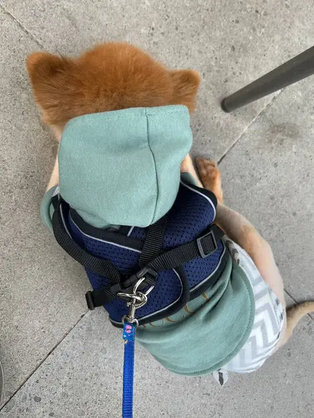 Portrait Cute Dog Wearing Green Hoodie — Stock Photo, Image