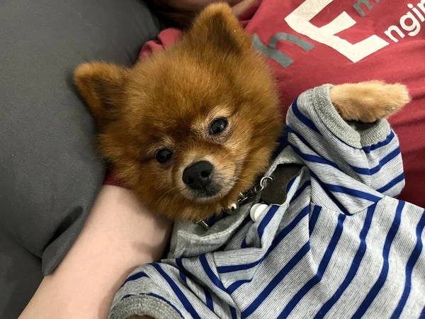 Καφέ Πομεράνιαν Σκυλί Που Φοράει Ριγέ Πουκάμισο Ξαπλωμένο Στο Κρεβάτι — Φωτογραφία Αρχείου