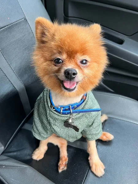 Sonriente Perro Pomerania Marrón Cachorro Con Camisa Verde —  Fotos de Stock