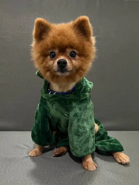 Brown Pomeranian Dog Wearing Green Hoodie — Stock Photo, Image